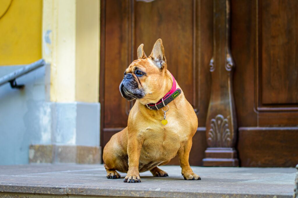 Calm French Bulldog patiently sitting on a step, gazing away, near a wooden door.