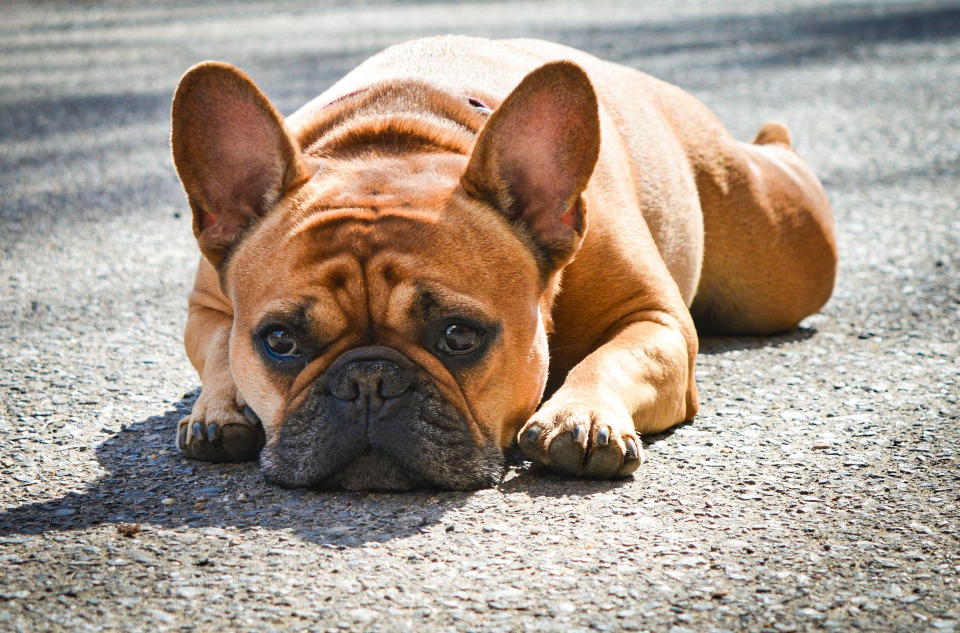 A cute French Bulldog lying on sunlit pavement, showcasing its adorable expression.