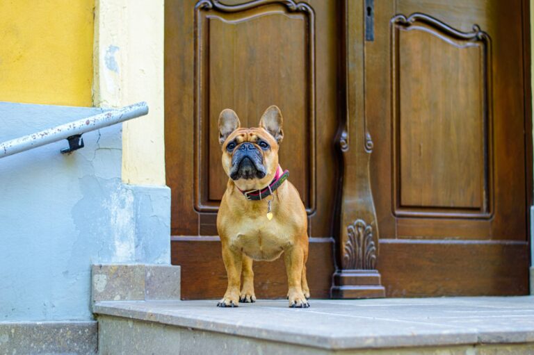 A cute French Bulldog standing guard at a wooden door entrance.