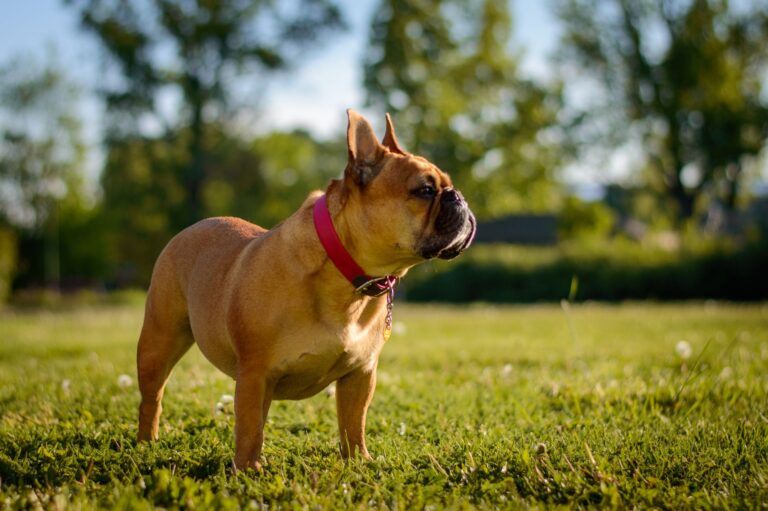 A French bulldog wearing a red collar stands alert on a sunny grassy lawn.