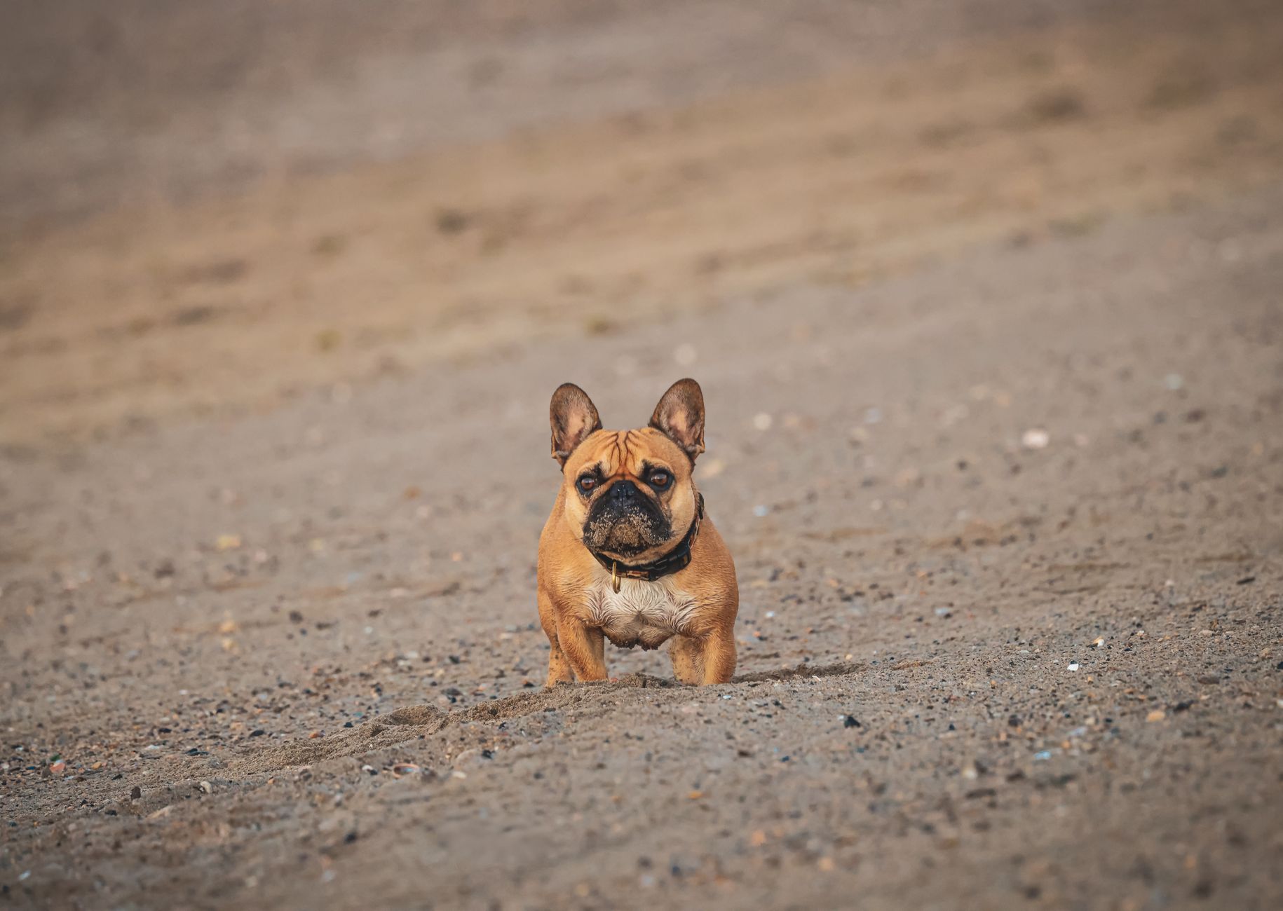 Adorable French Bulldog puppy standing on a sandy beach in Stamford, Connecticut.