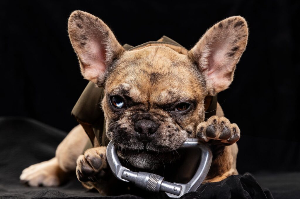 Close-up of a French Bulldog with one blue eye playfully biting a metal clamp against a dark studio background.