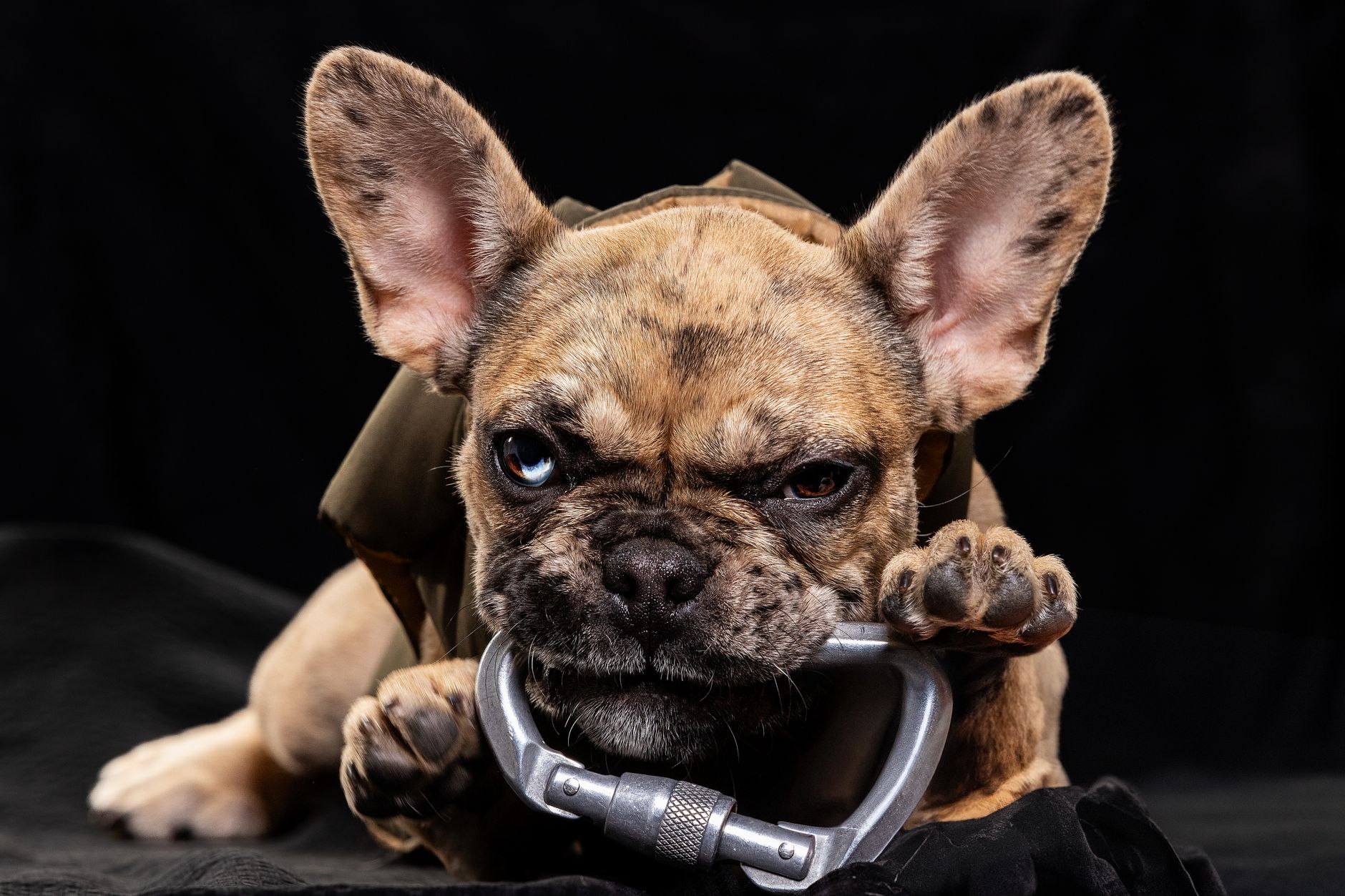 Close-up of a French Bulldog with one blue eye playfully biting a metal clamp against a dark studio background.