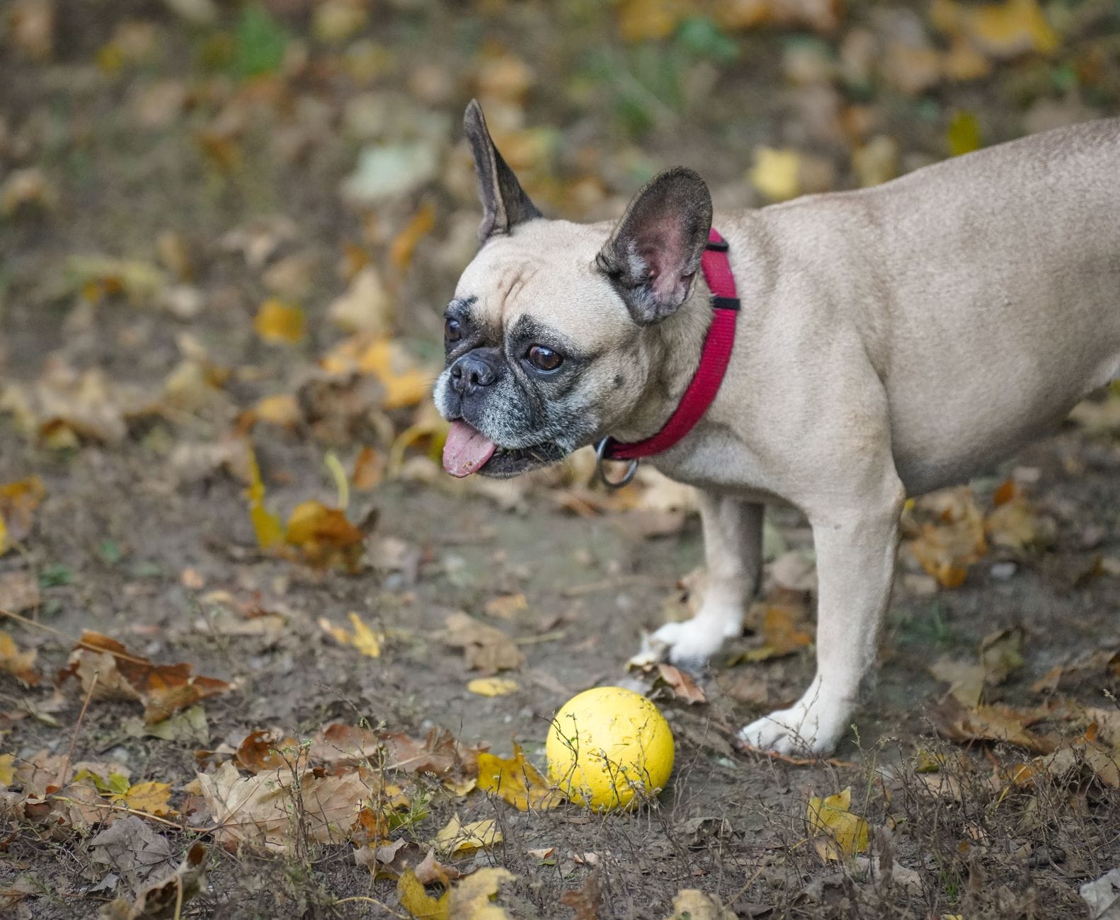 French Bulldog playing with a yellow ball on a fall day in the park.