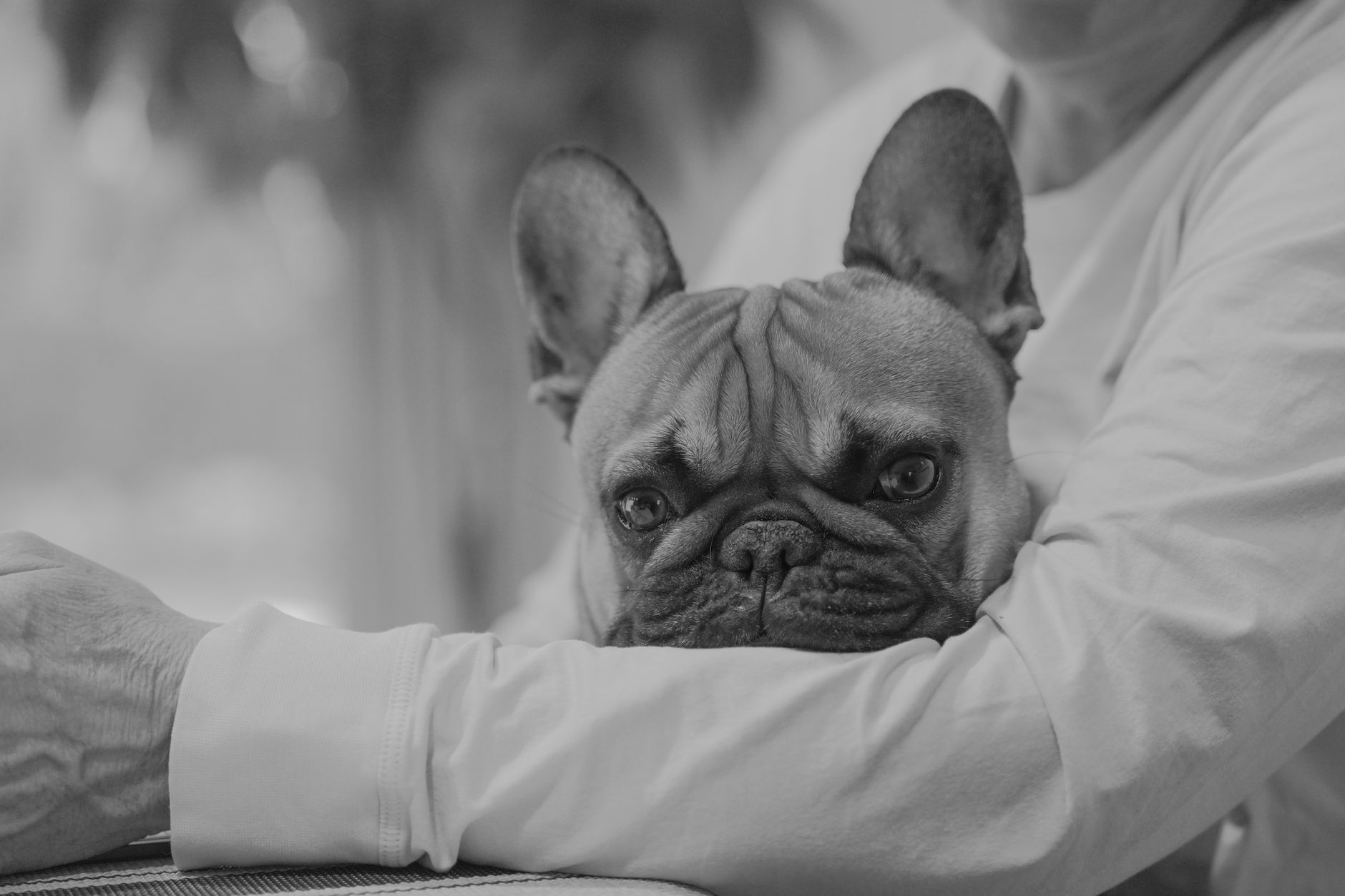 A cute French Bulldog rests in a person's arms in a black and white setting, showcasing warmth and companionship.