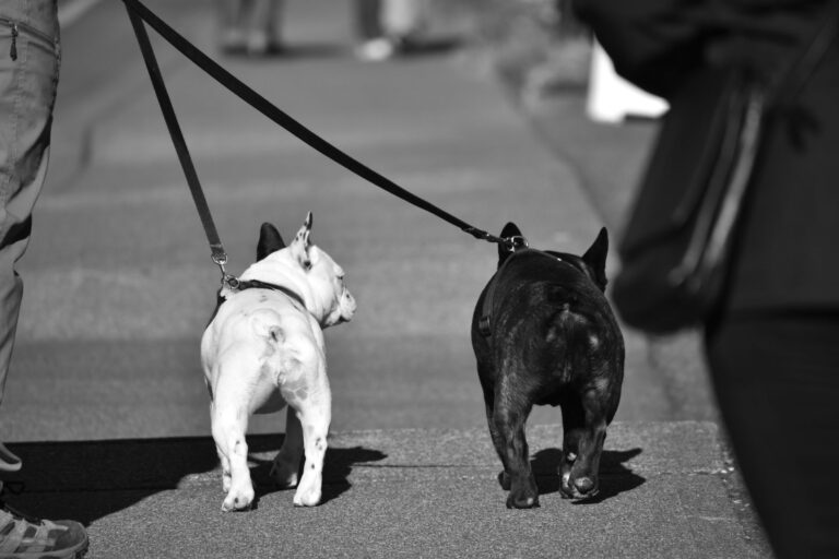 Two French bulldogs on leashes being walked by owners in a black-and-white photo.