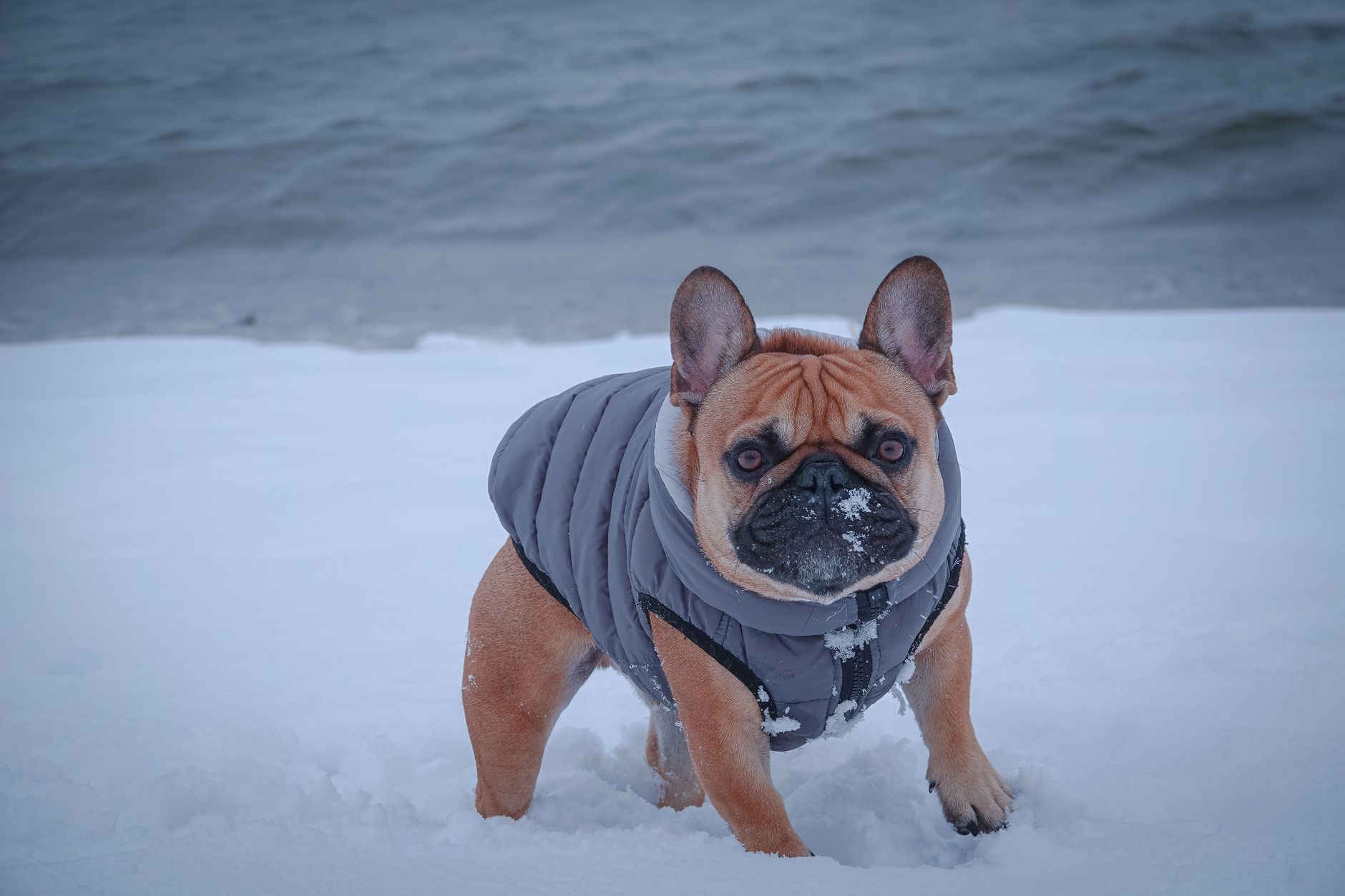 A French Bulldog in a winter coat stands on a snowy beach in Stamford, Connecticut.