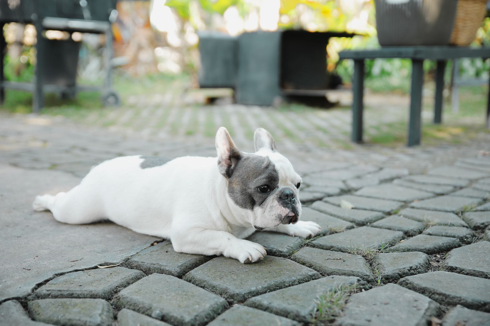 Cozy French Bulldog laying on patio, enjoying a sunny day outdoors. Perfect pet content.