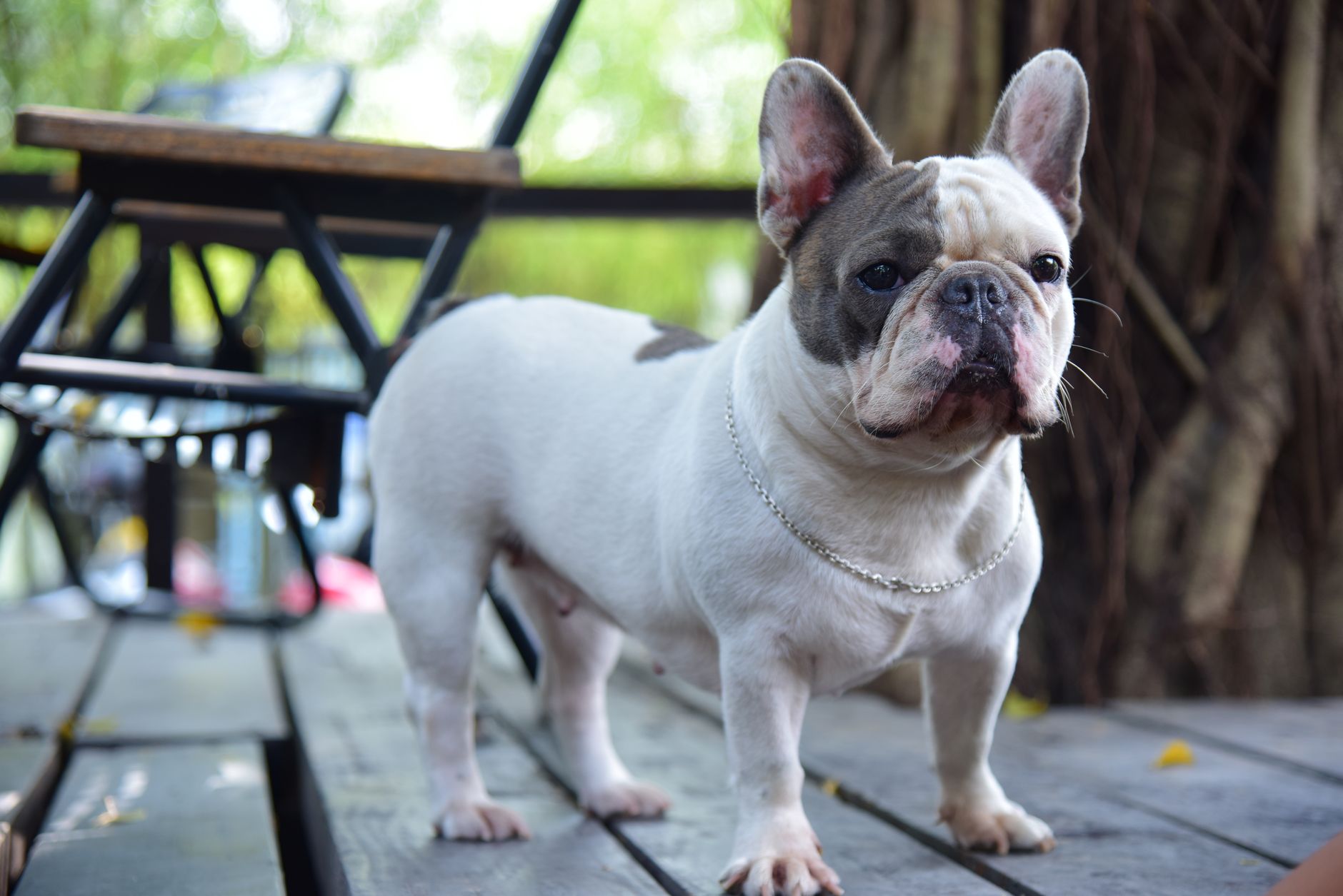 Charming French Bulldog with a chain collar standing confidently on a wooden deck surrounded by nature.