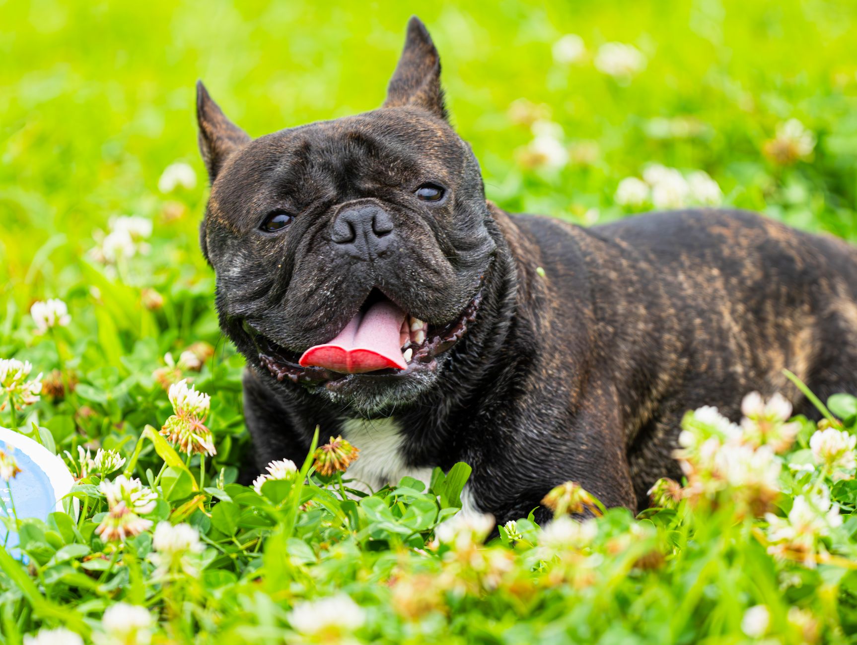 Adorable French Bulldog enjoying a sunny day lounging in lush grass and clover flowers.