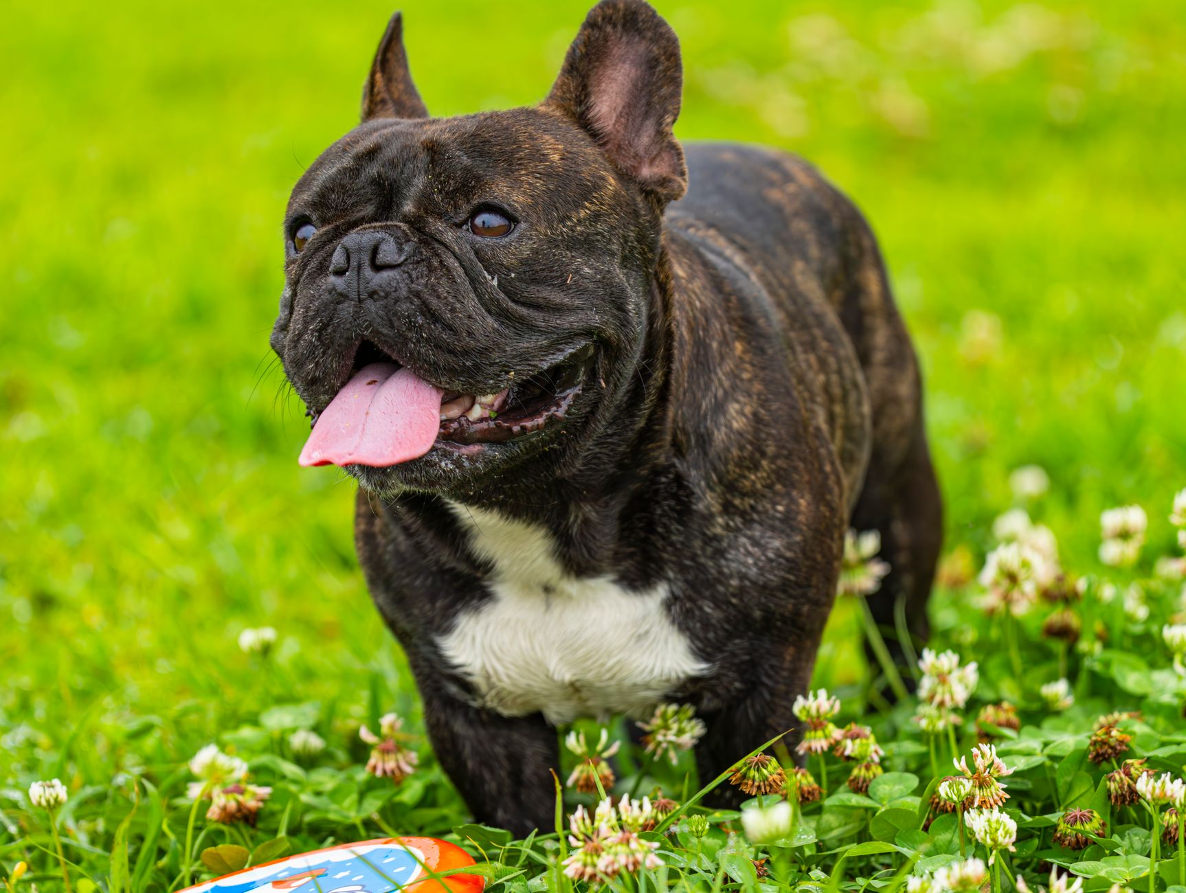 A happy brindle French Bulldog with floppy ears playing on a grassy field with flowers.