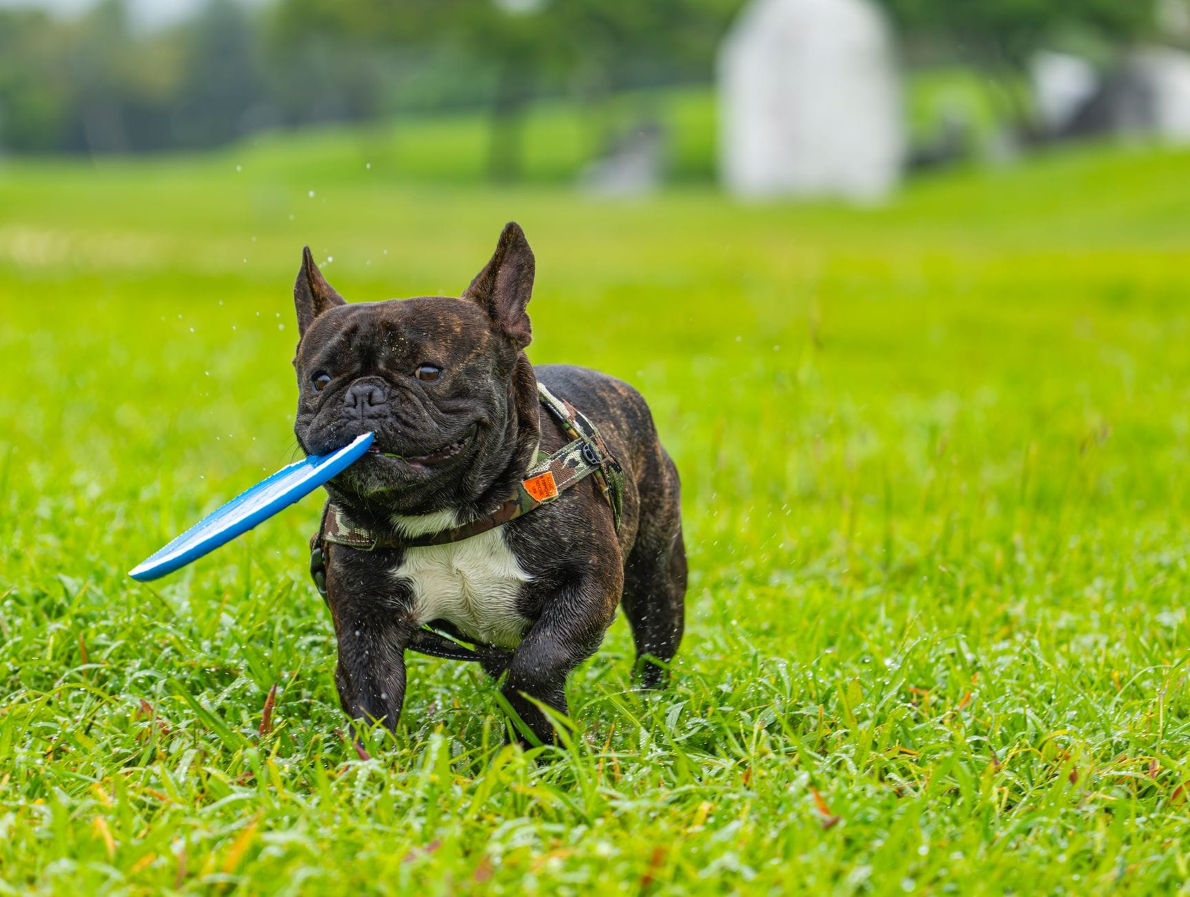 A joyful French Bulldog with a frisbee in its mouth running on a grassy field.