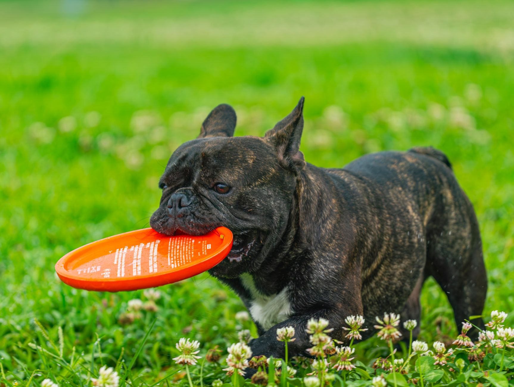 Energetic brindle French Bulldog biting a red frisbee in a lush green park.