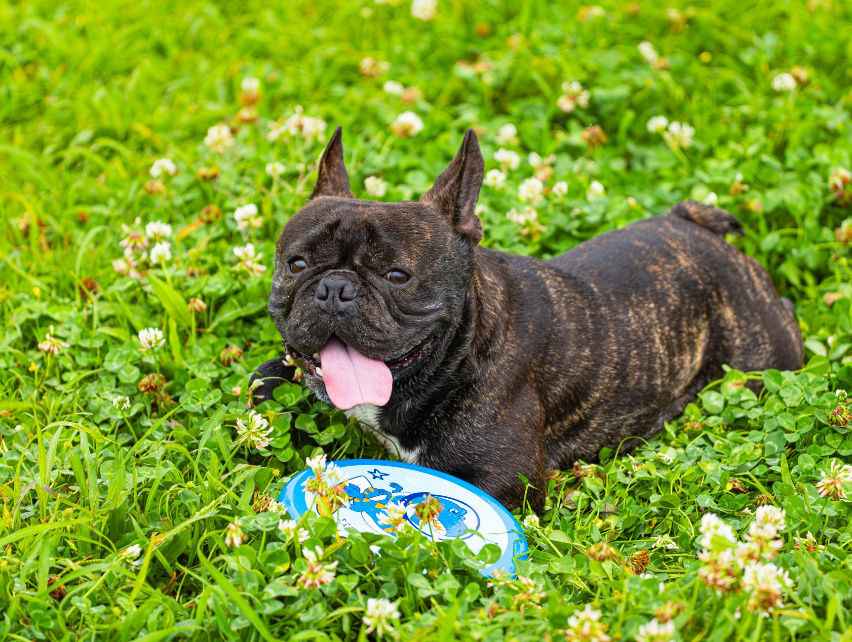 A cheerful French Bulldog resting in lush green grass with a frisbee on a sunny day.