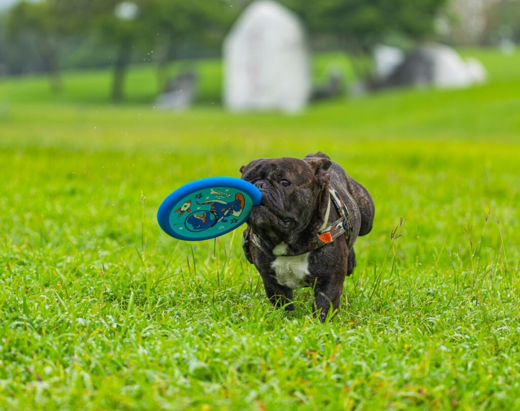A playful bulldog enjoying a game of frisbee on a lush green field, showcasing energy and fun.