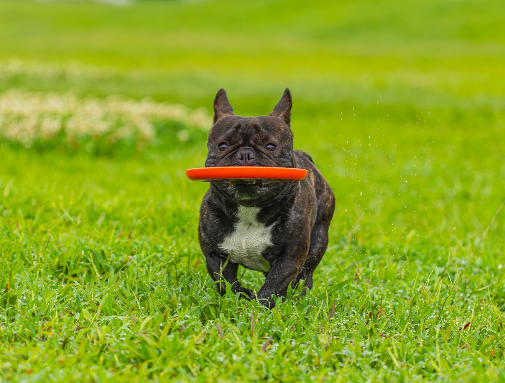 Happy French Bulldog with orange frisbee running on green grass in park.