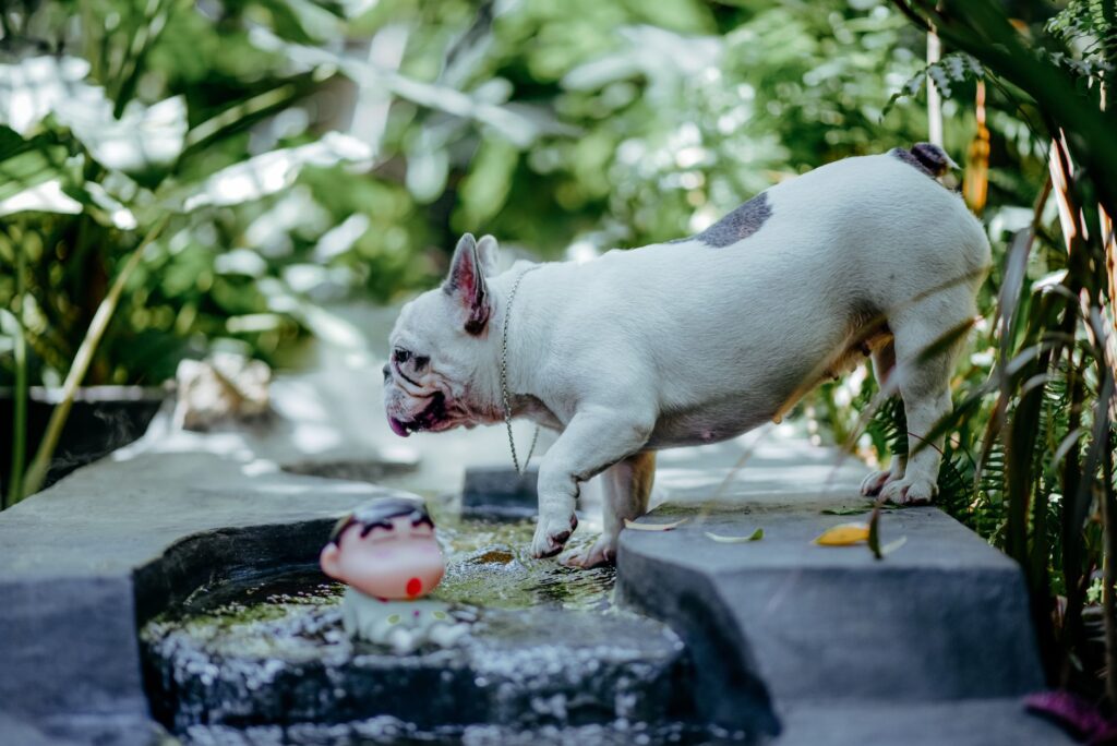 French Bulldog investigating a garden pond with vibrant greenery.