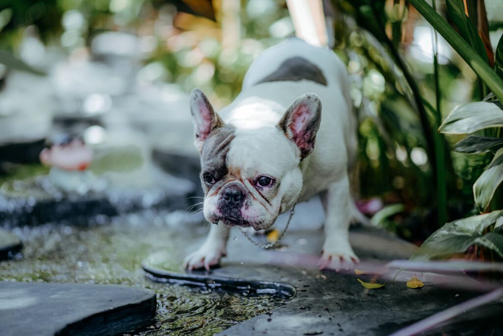 French bulldog drinks water in a lush garden setting, capturing its playful nature.