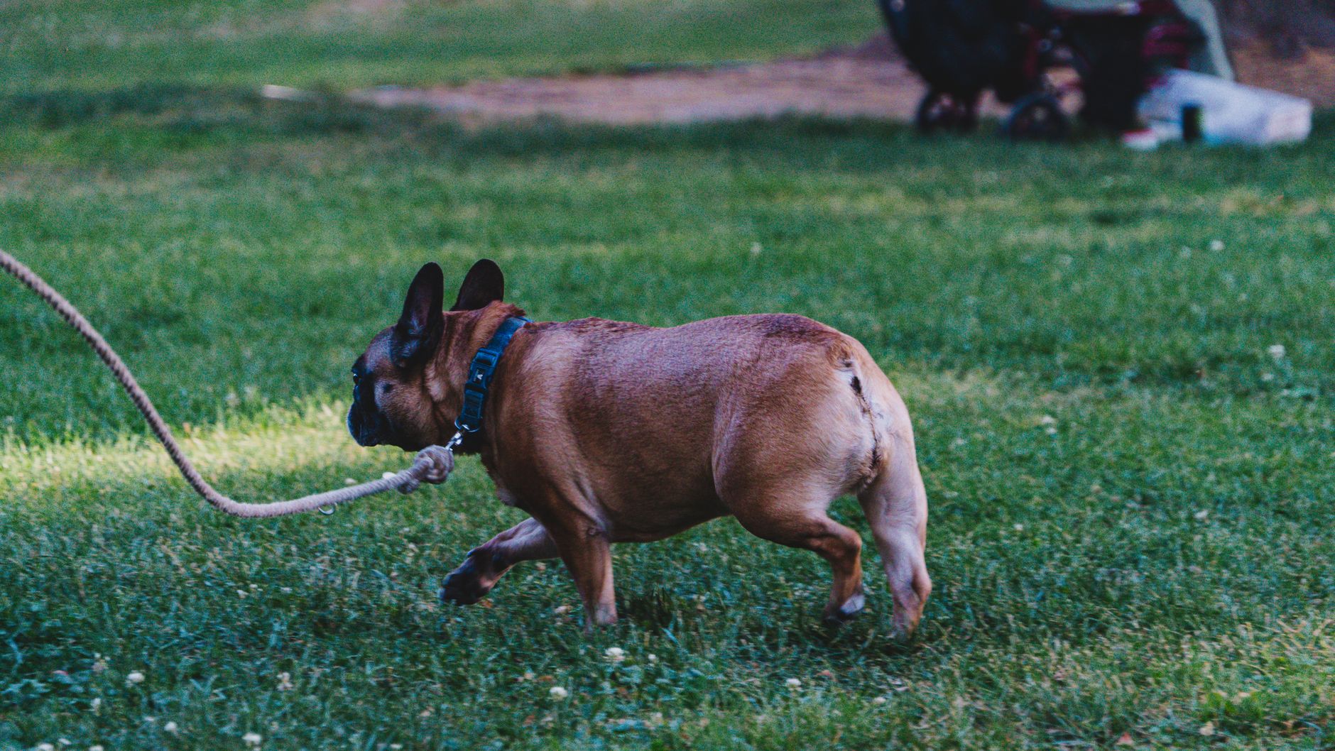 Energetic French Bulldog tugging on a rope in a grassy park setting.