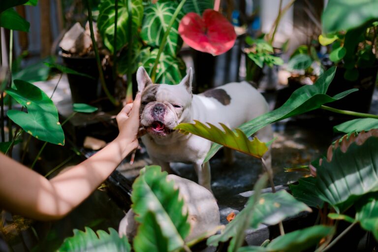 Playful French Bulldog enjoying a sunny day among tropical plants in a garden.
