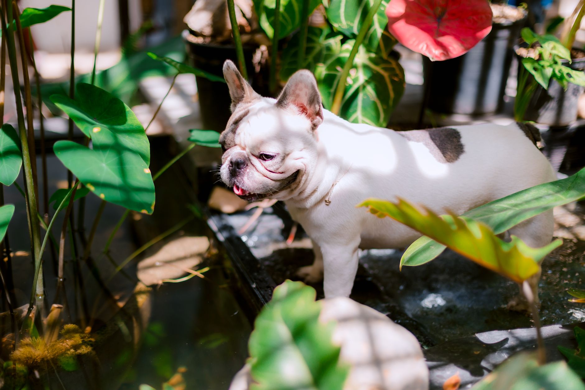 Adorable French Bulldog enjoying a sunny day amidst vibrant garden foliage.