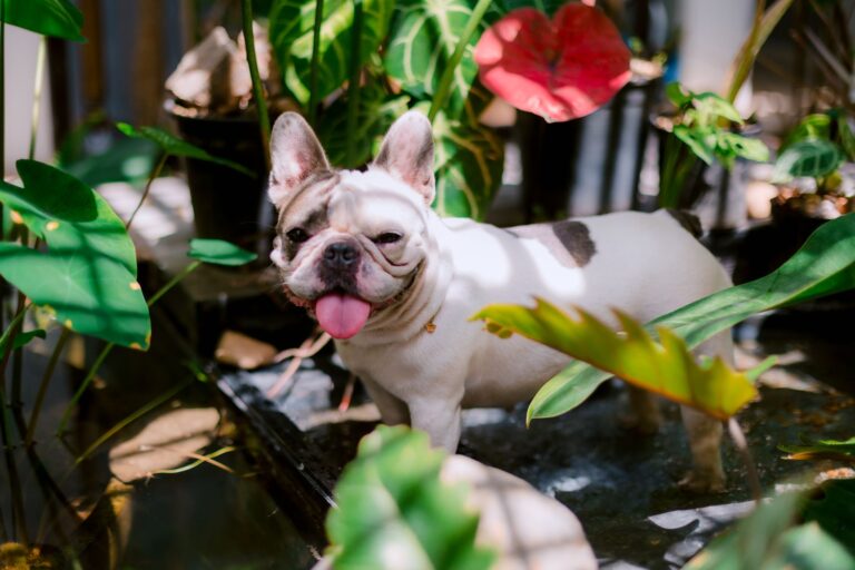 A playful French Bulldog enjoying a sunny day in a lush, vibrant garden with colorful foliage.