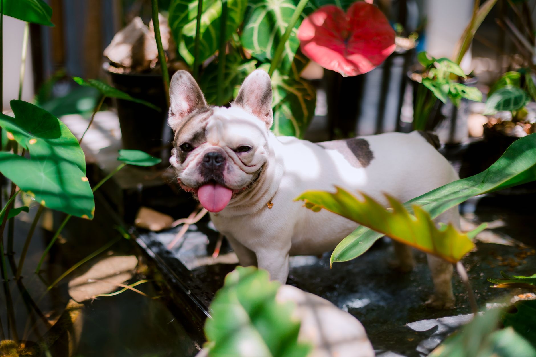 A playful French Bulldog enjoying a sunny day in a lush, vibrant garden with colorful foliage.