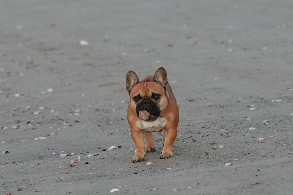 A French Bulldog walks on a sandy beach in Cove Island Park, Stamford, Connecticut.