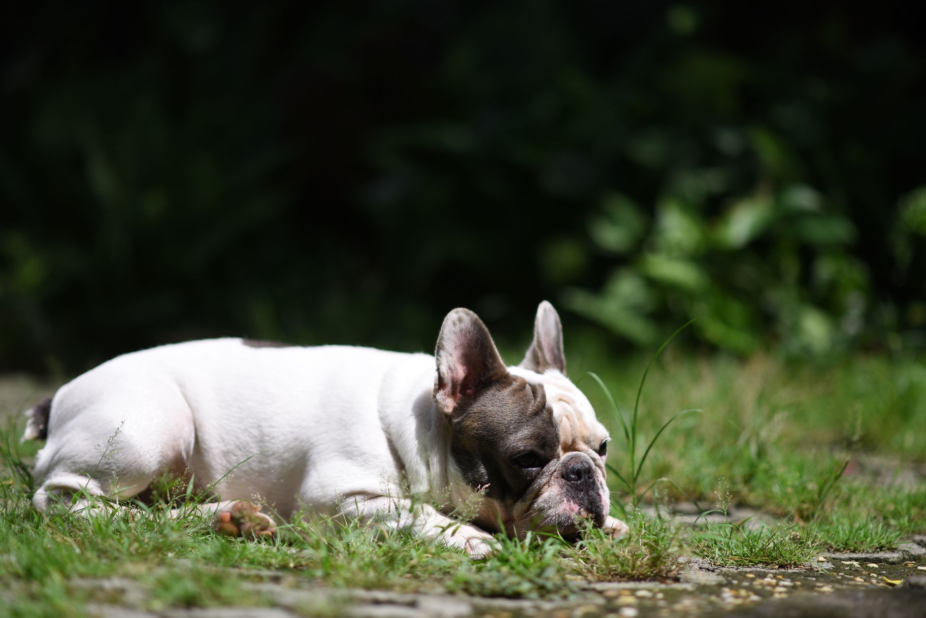 A French Bulldog lies comfortably in a sunny backyard, enjoying the warm weather.