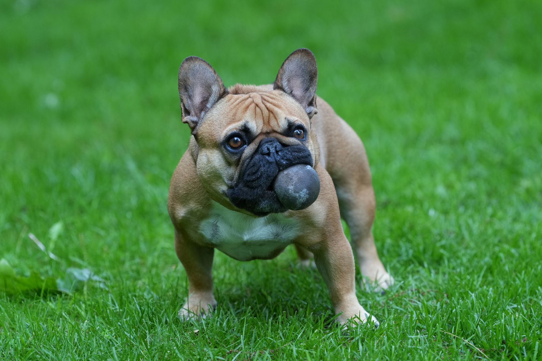 A French Bulldog with a toy in its mouth stands on a lush green lawn.