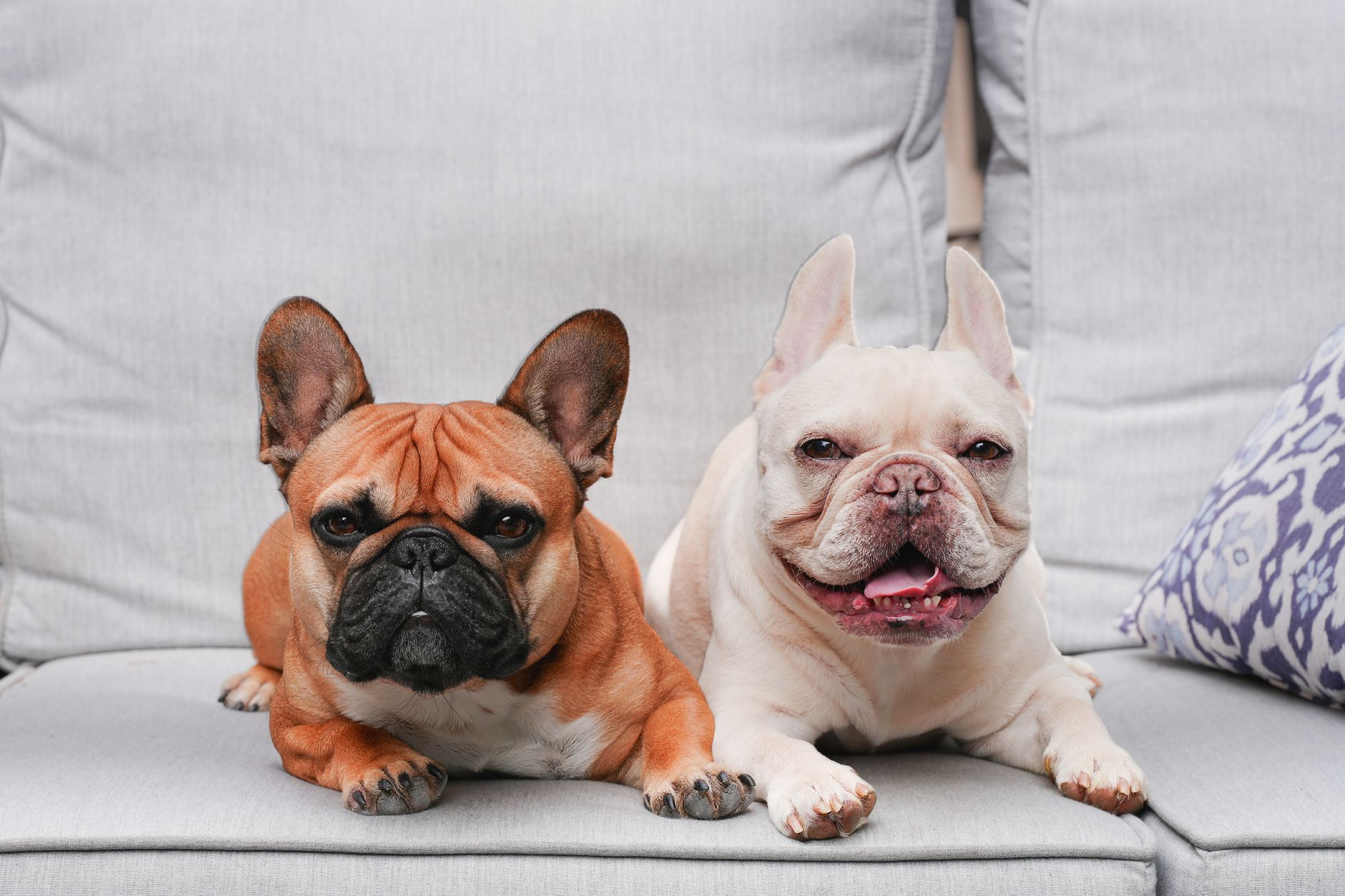 Adorable French Bulldogs lounging on a cozy sofa, perfect for dog lovers.