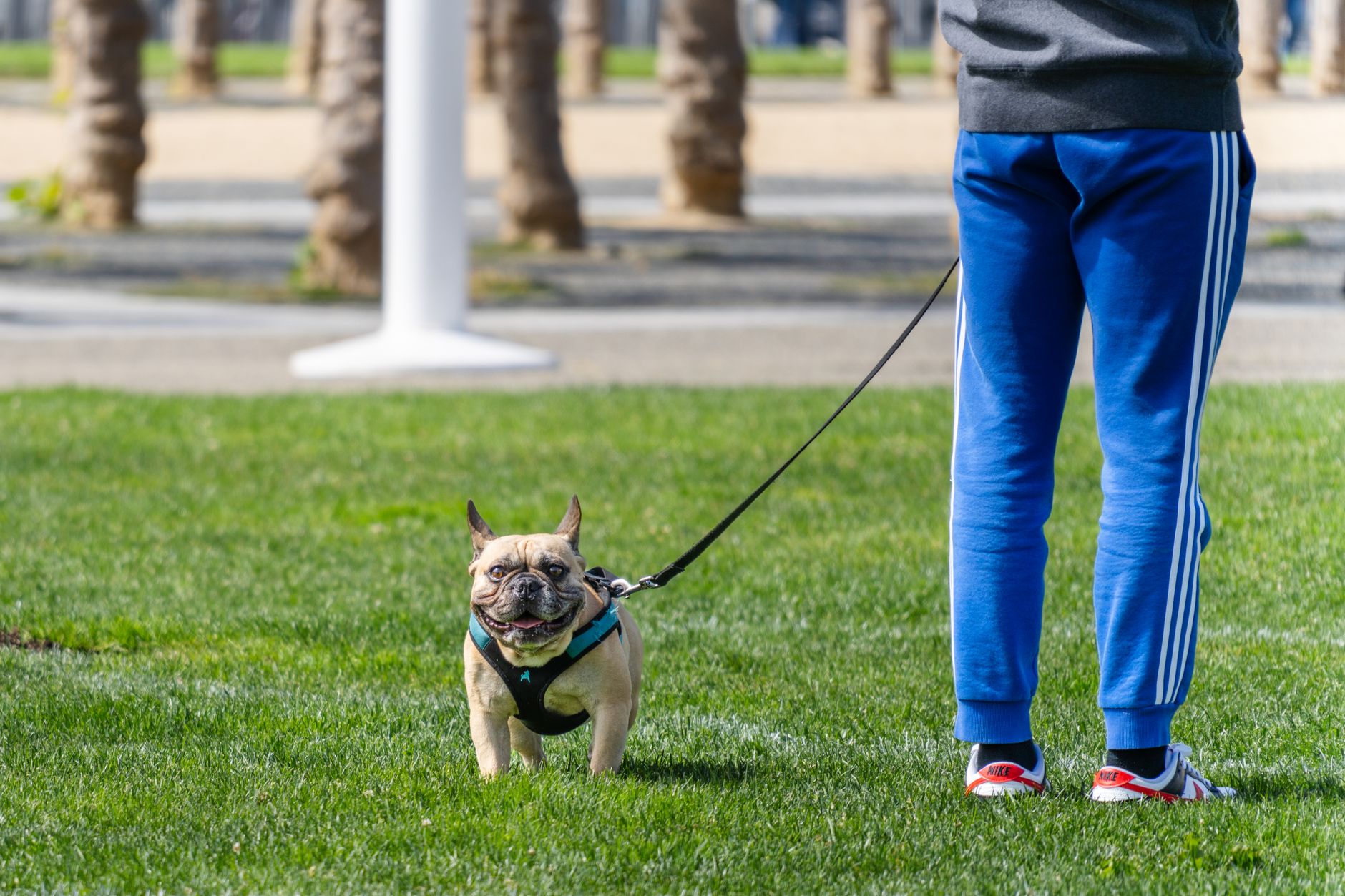 A French Bulldog on a leash walking with its owner in a park setting.