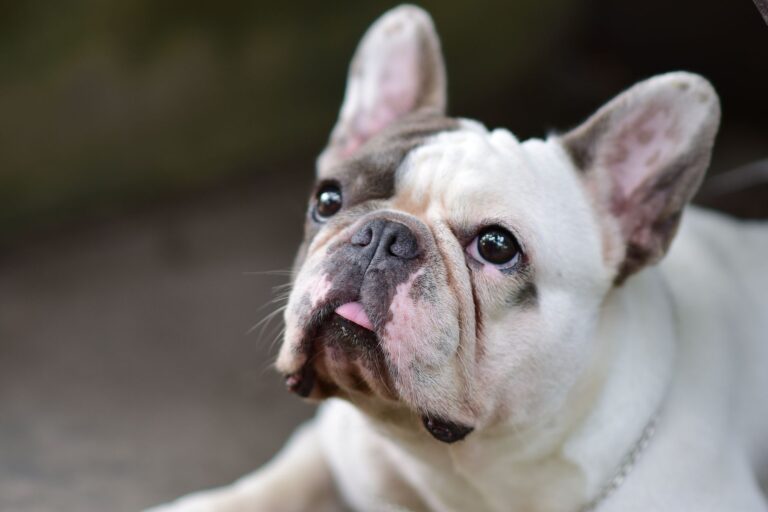 Close-up portrait of a French Bulldog looking upwards with expressive, soulful eyes.