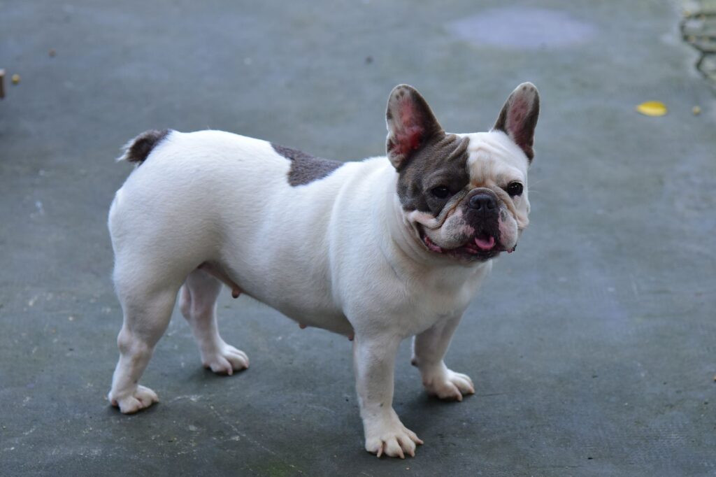 Charming French Bulldog with spotted coat standing outdoors on a gray pavement, looking alert and playful.