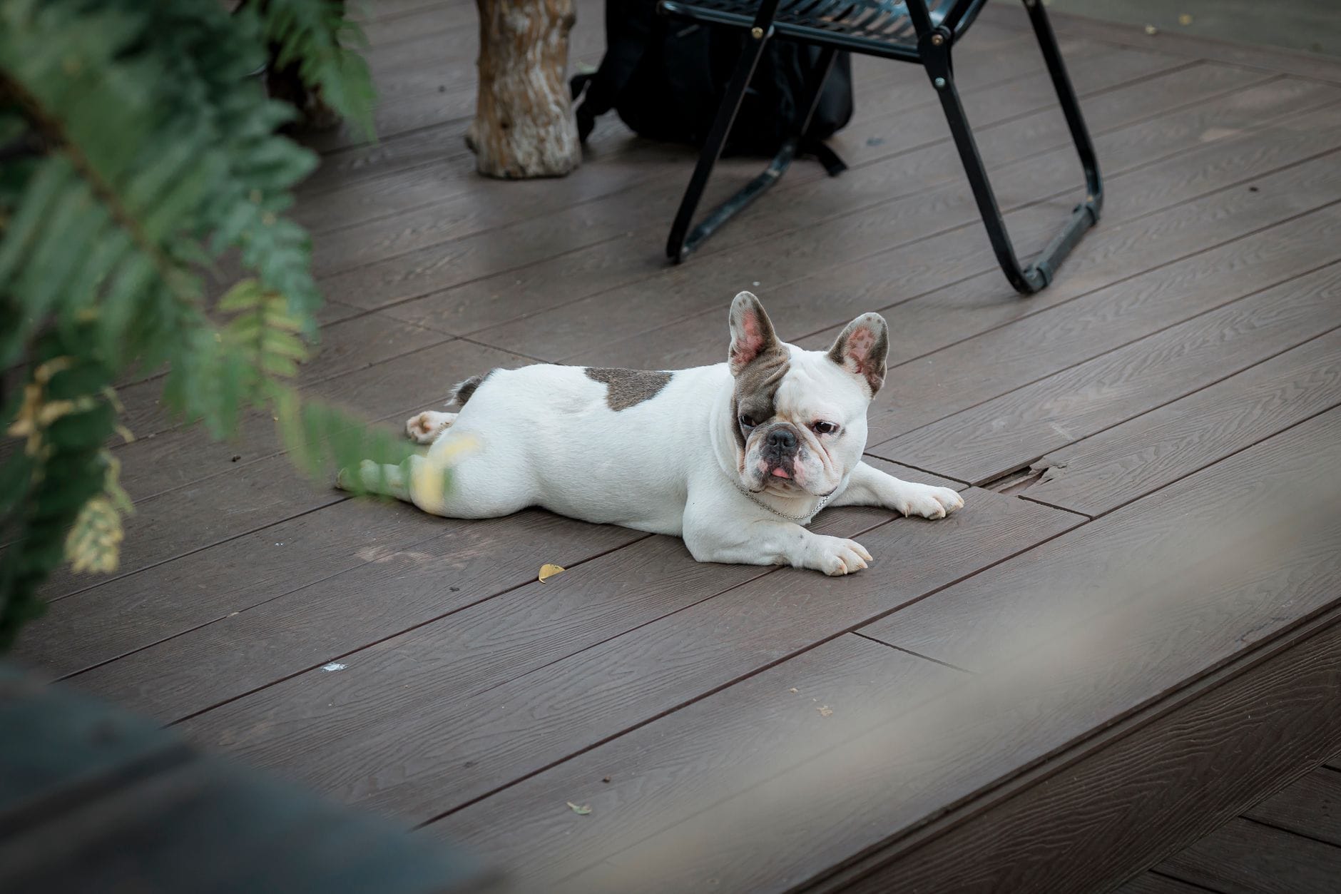 Charming French Bulldog lounging on a wooden deck outdoors, embodying relaxation.