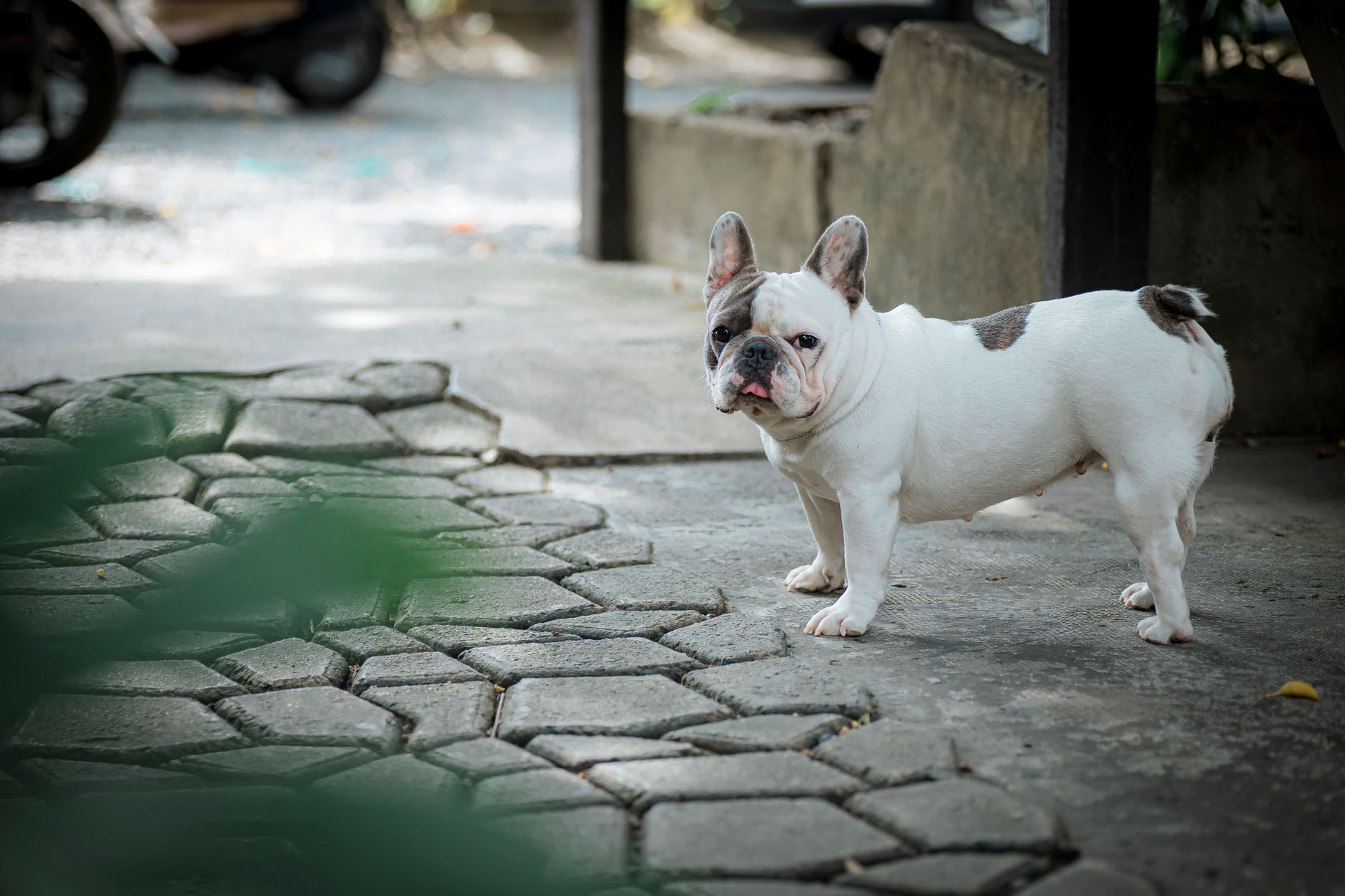 A French Bulldog standing outside on a paved path, looking towards the camera with a curious expression.