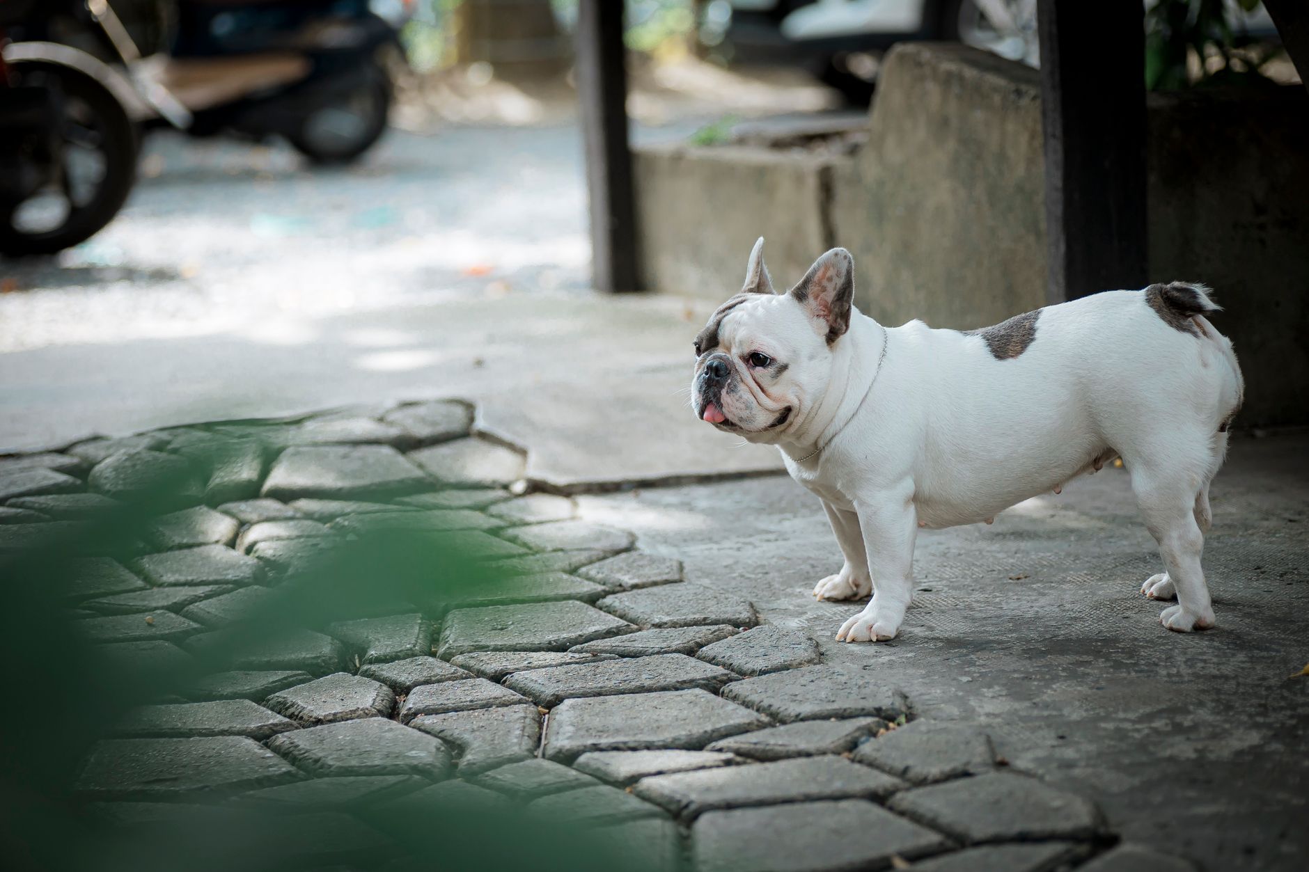 Charming French Bulldog standing on a textured pavement outdoors.