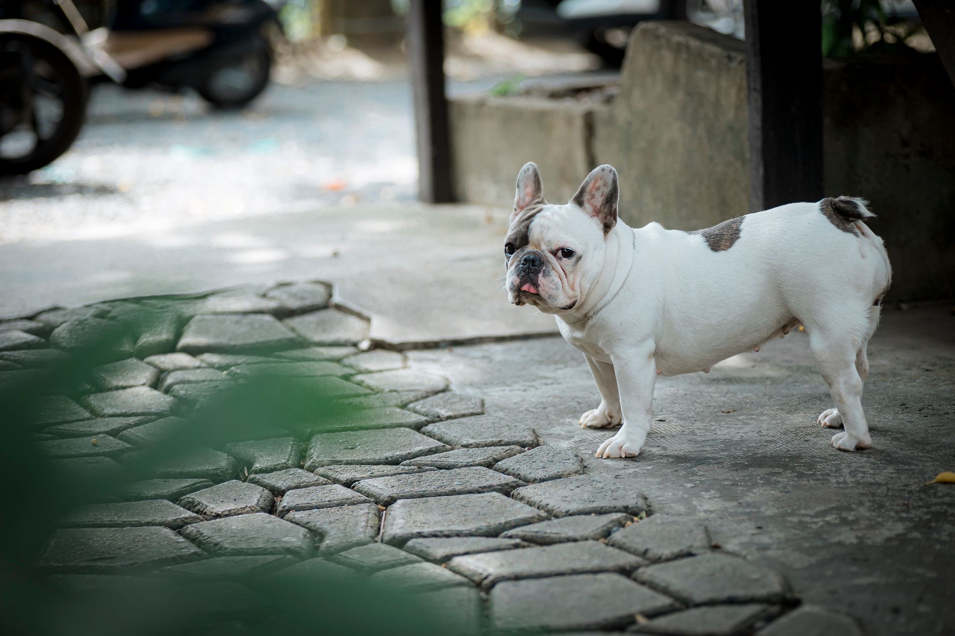 Charming French Bulldog standing on a sunlit paved path in an outdoor setting.