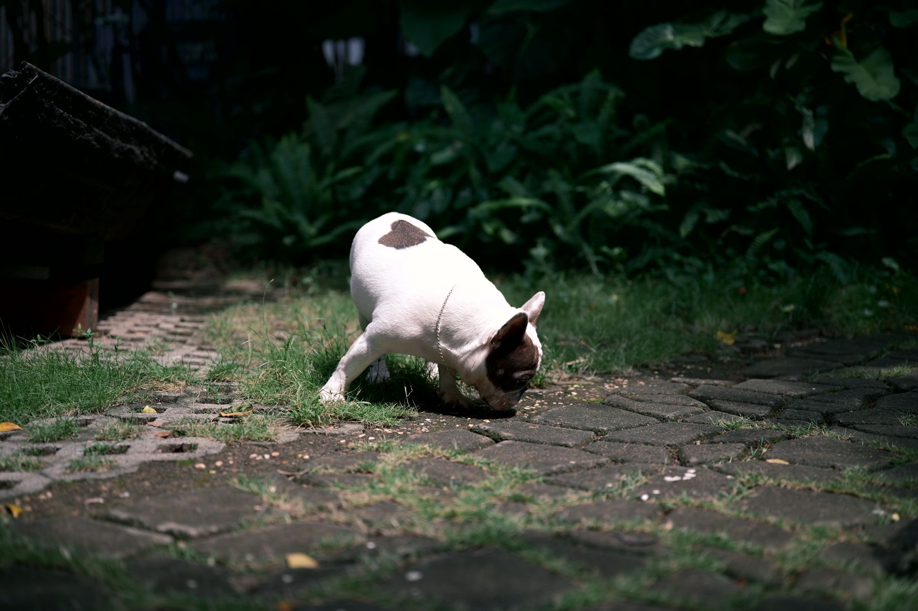 A French Bulldog exploring a garden path surrounded by lush greenery.