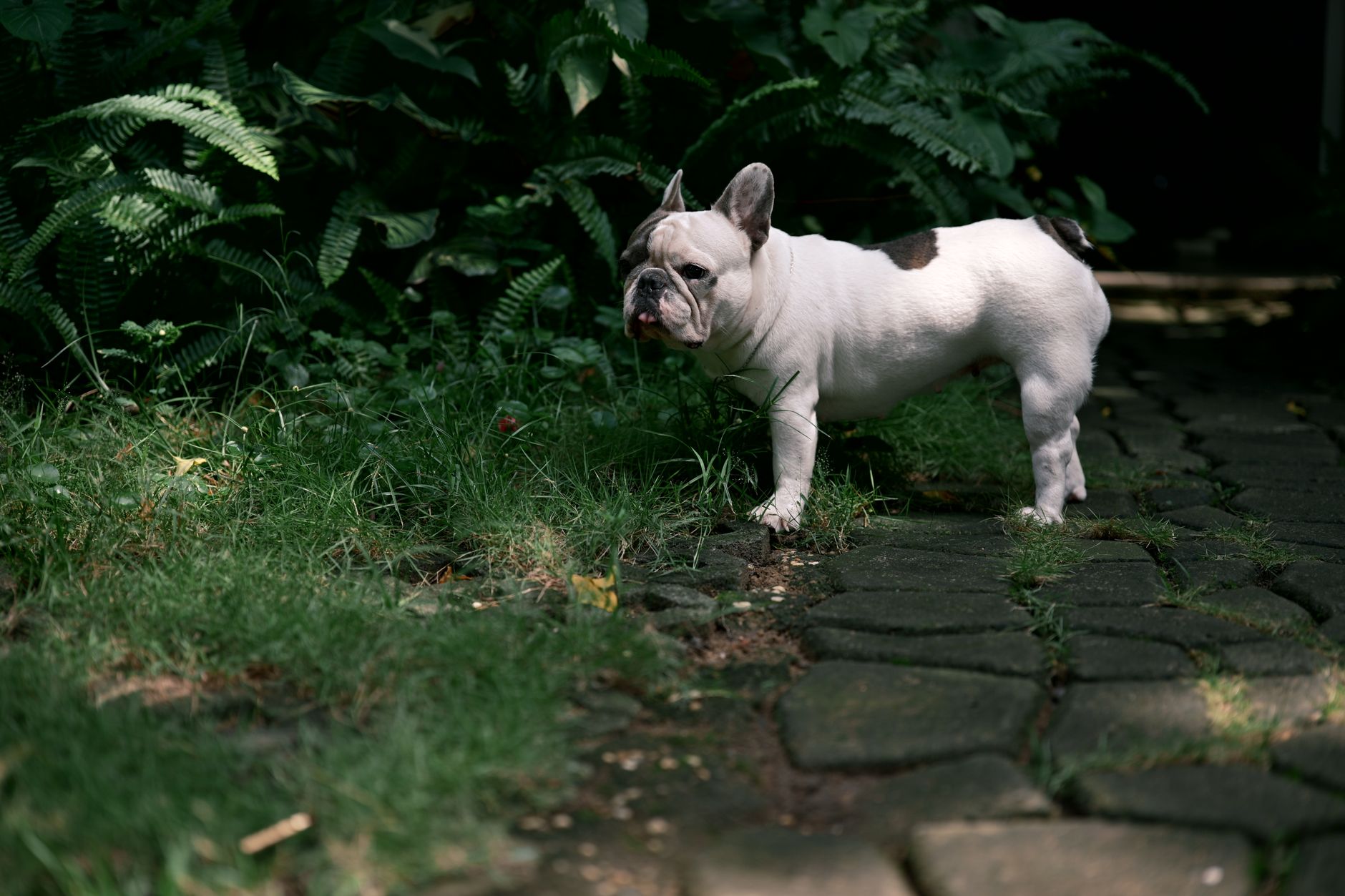 French Bulldog in a garden setting, standing on a stone path surrounded by greenery.