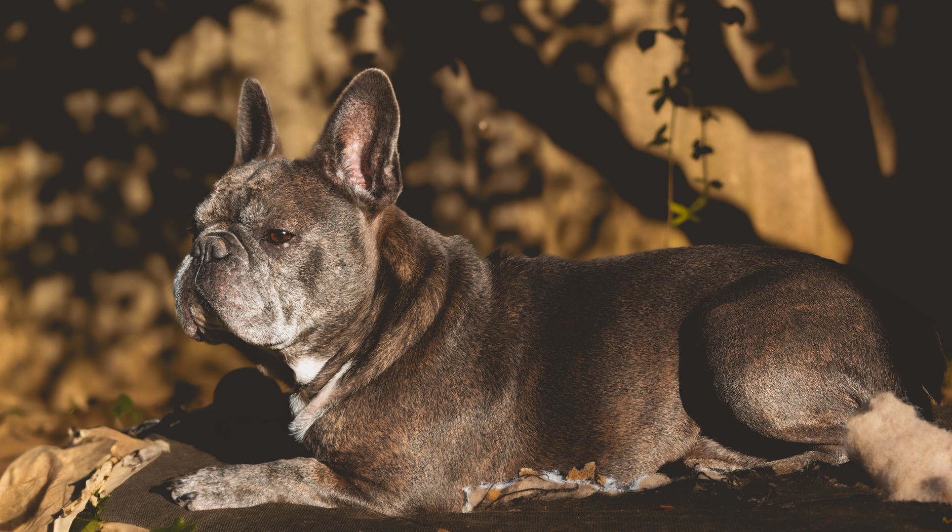 French Bulldog relaxing in a sunlit garden setting with natural shadows.