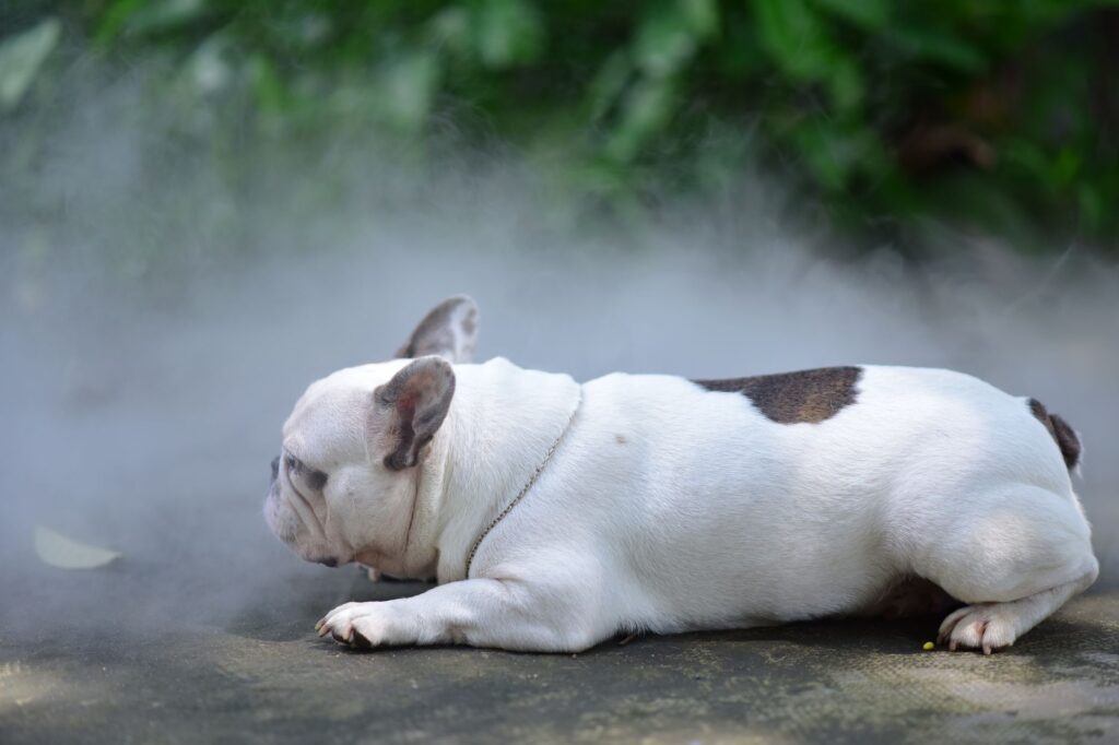 French Bulldog lying down on a misty floor outdoors, looking relaxed and peaceful.