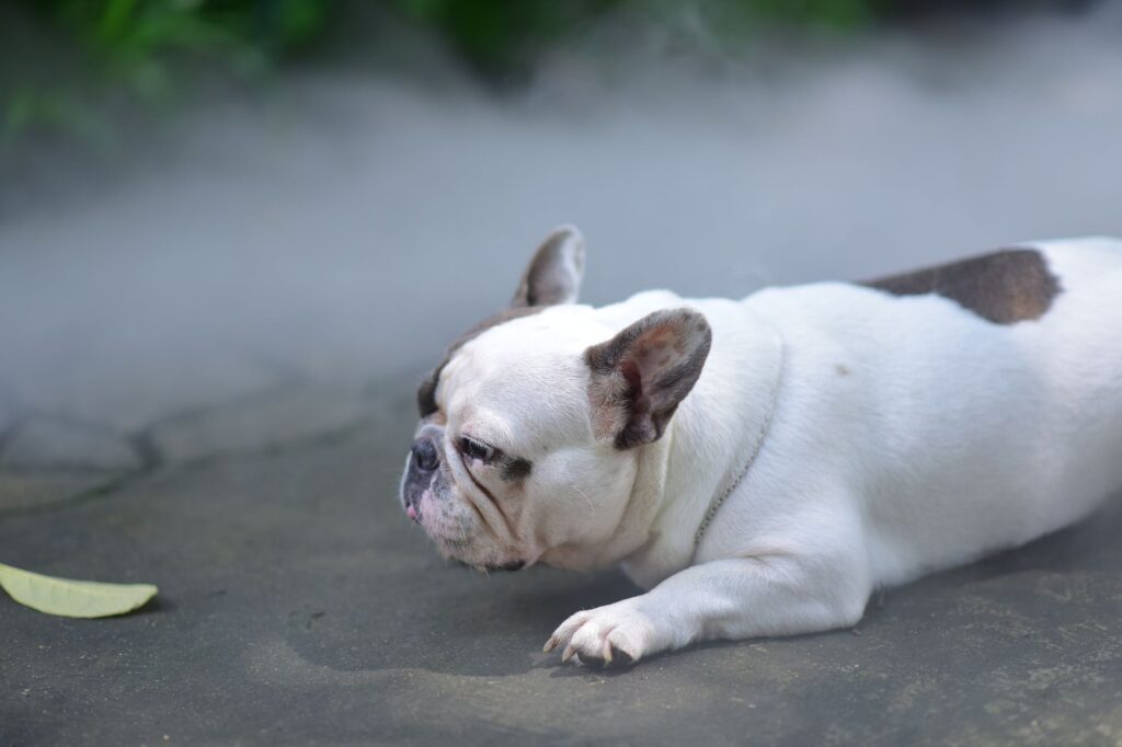 Adorable French Bulldog lying down on a misty pavement outdoors, enjoying a peaceful moment.