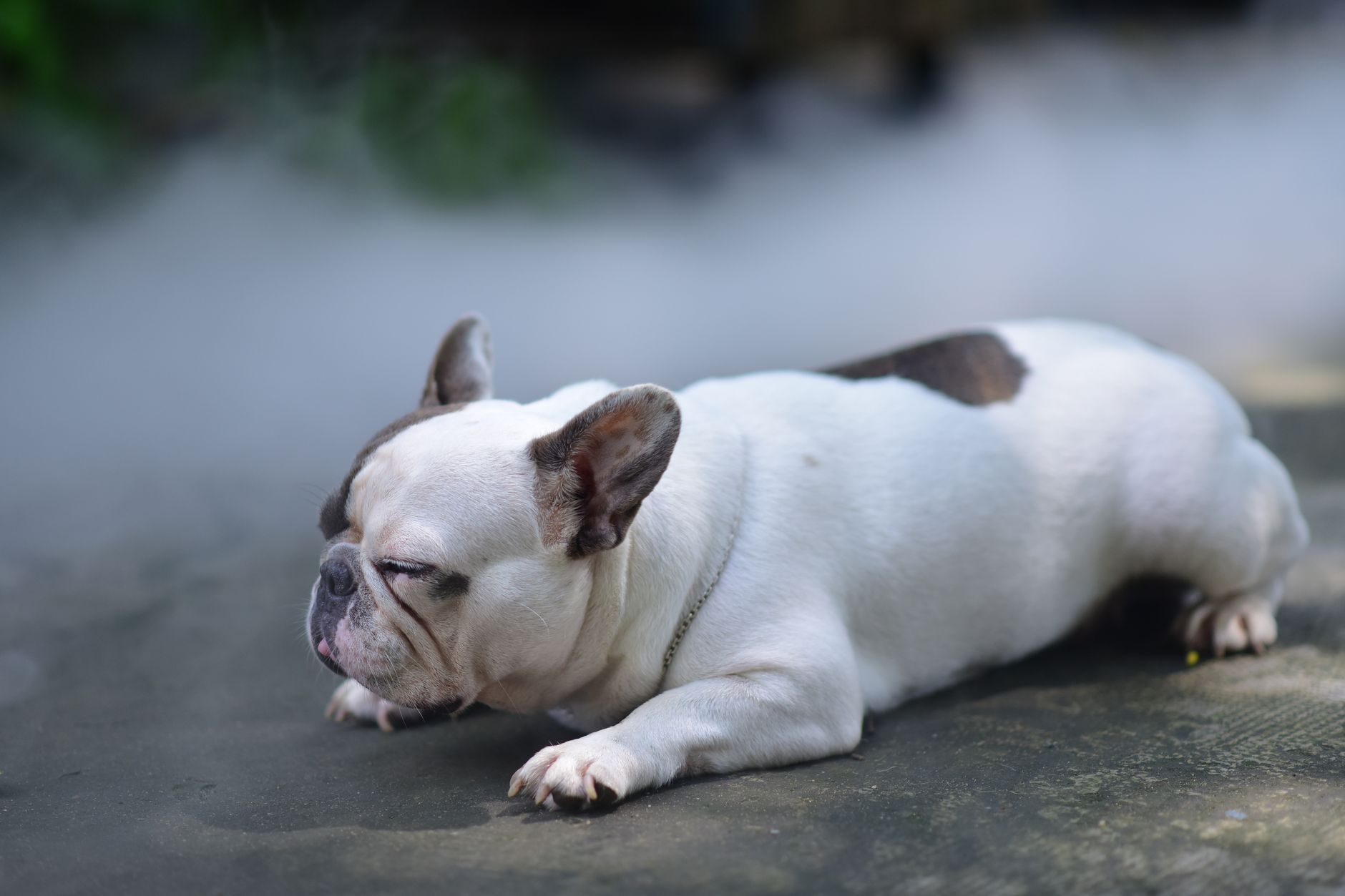 A French Bulldog resting peacefully outdoors, enjoying a sunny day.