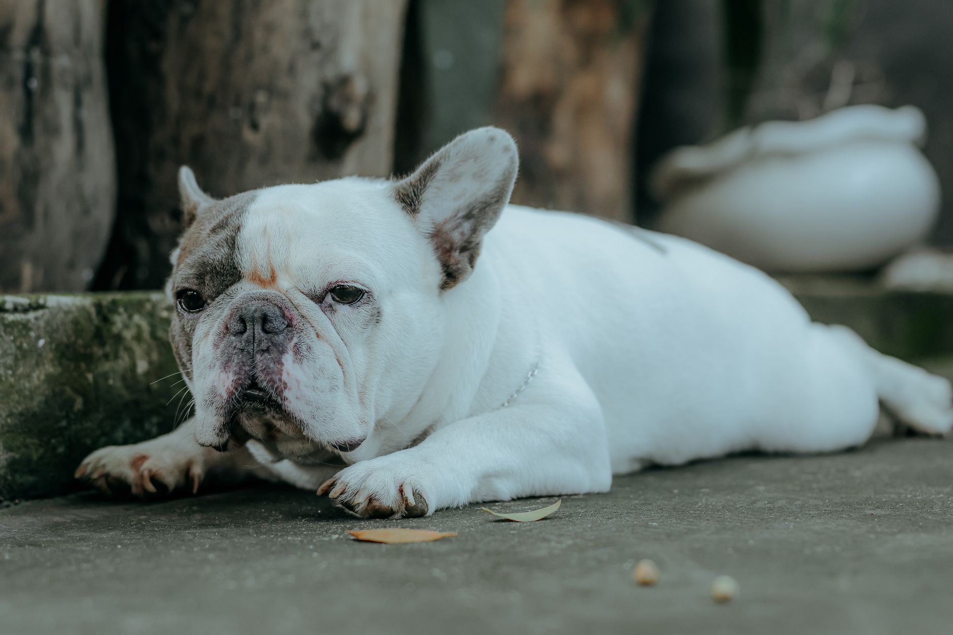 A French Bulldog rests outdoors, portraying calmness and relaxation.