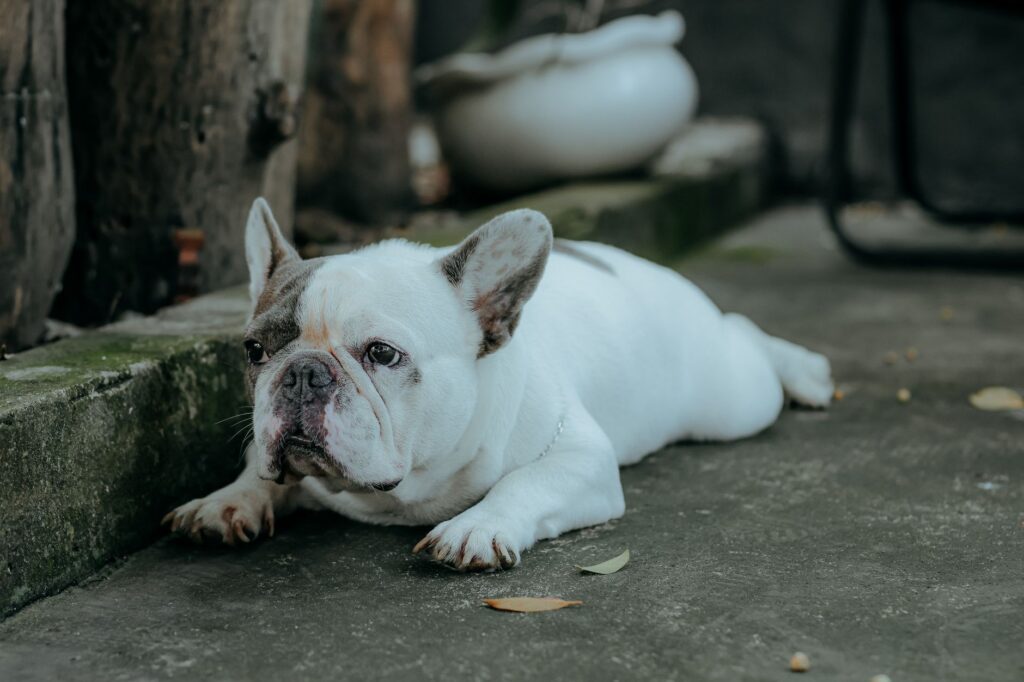 A French Bulldog resting on a concrete surface outdoors enjoying a calm moment.