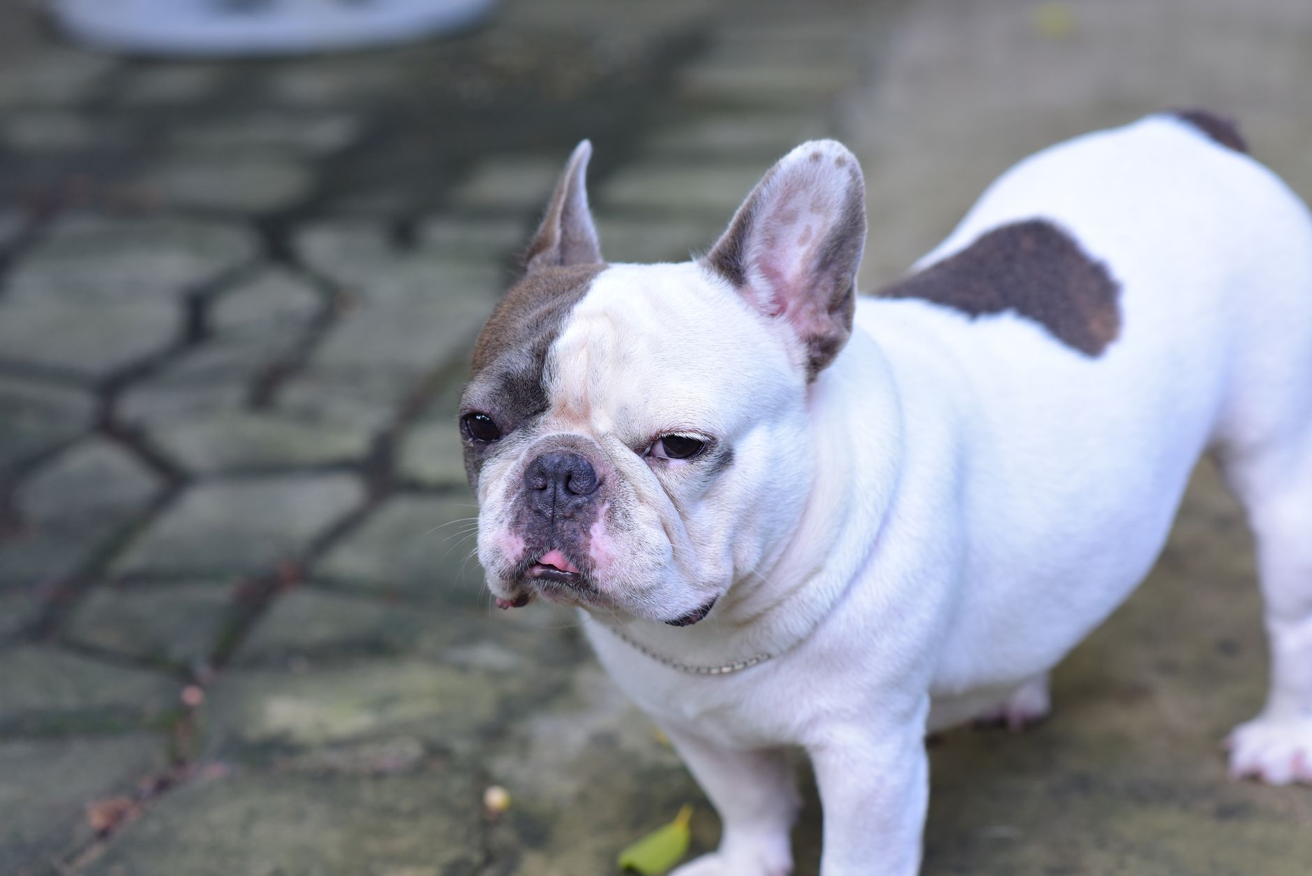A close-up of a French Bulldog standing on a stone path outdoors.
