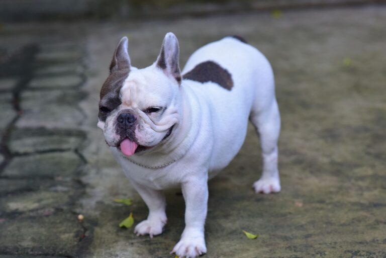Adorable French Bulldog with unique markings standing on outdoor pavement.