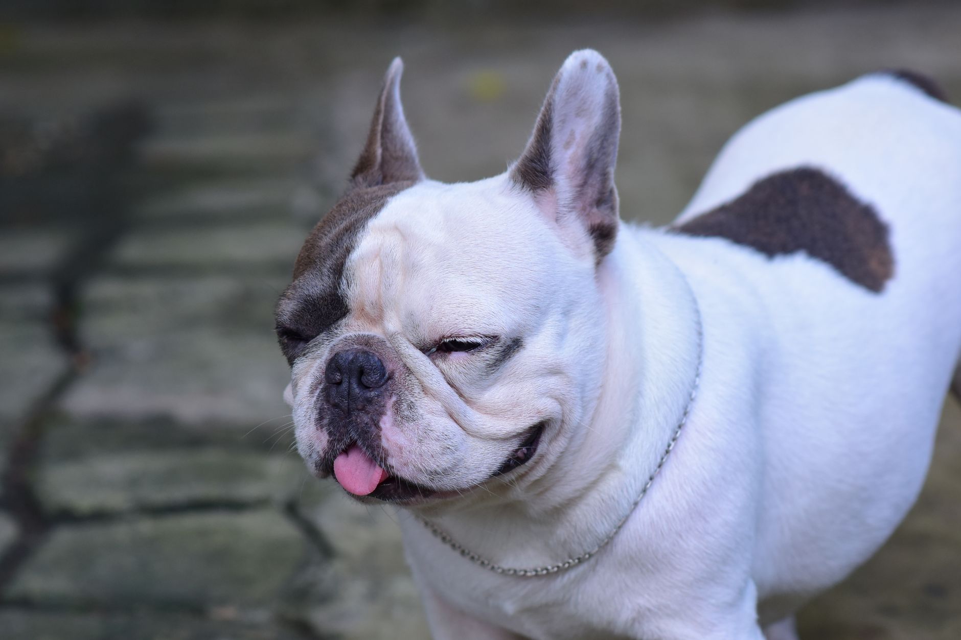 French Bulldog with tongue out enjoying a sunny day outdoors on a paved path.