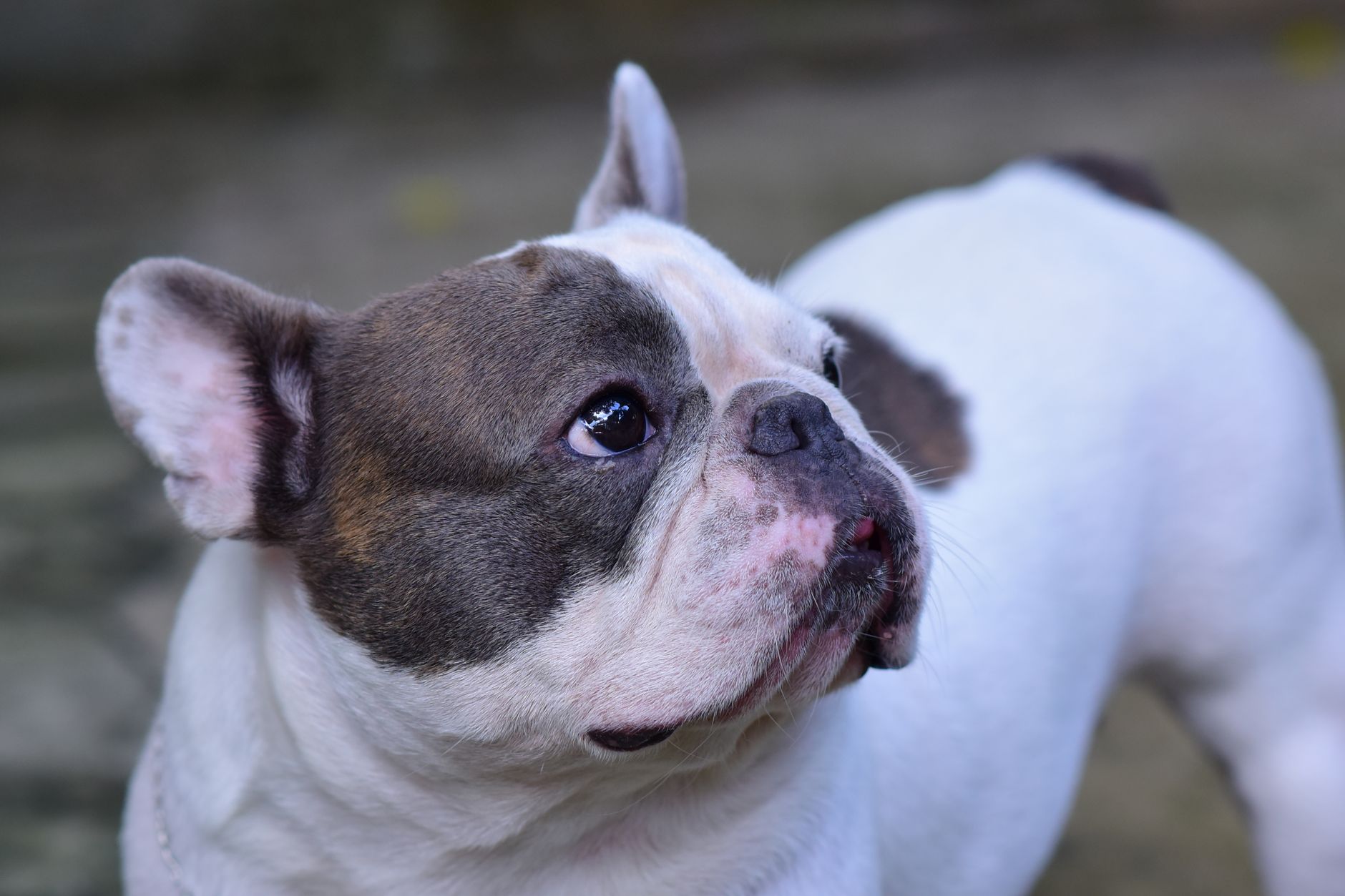 Adorable French Bulldog looking sideways in an outdoor setting.